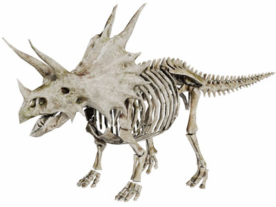 剑龙骨骼标本爬行动物
