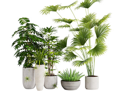 陶瓷花盆凤尾竹盆栽植物