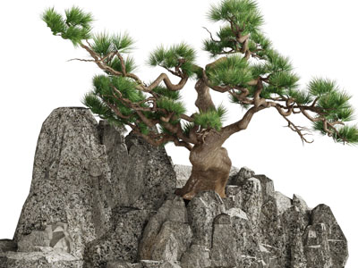 中式石头松树景观园艺小品