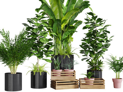 黑色陶瓷花盆盆栽植物