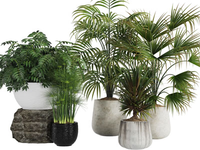 水泥花盆盆栽植物