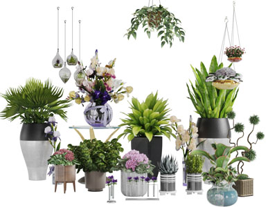 陶瓷花盆盆栽植物芦荟