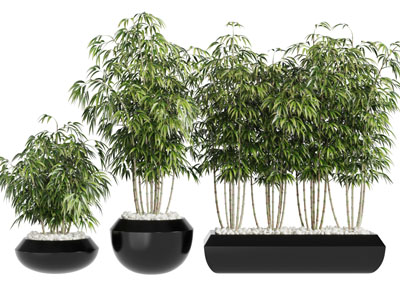 黑色花盆里的竹子