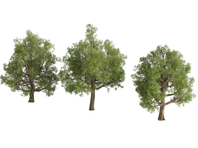 三棵道旁景观树木