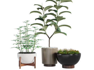 现代陶瓷花盆盆栽植物