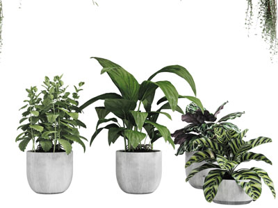 现代水泥花盆盆栽植物