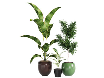 磨砂质感的花盆盆栽植物