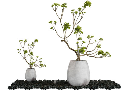 水泥花盆盆栽植物3d模型 水泥花盆盆栽植物