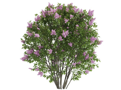 开满紫色花朵的灌木丛3d模型 开满紫色花朵的灌木丛