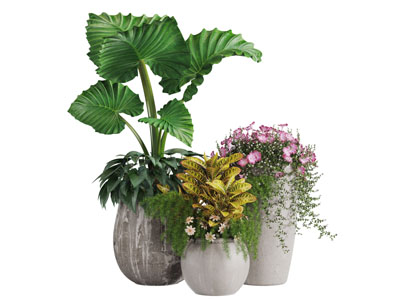 土陶花盆盆栽植物3d模型 土陶花盆盆栽植物