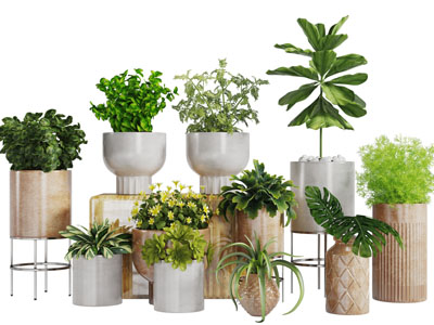 做旧花盆盆栽植物3d模型 做旧花盆盆栽植物