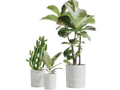 圆形水泥花盆盆栽植物