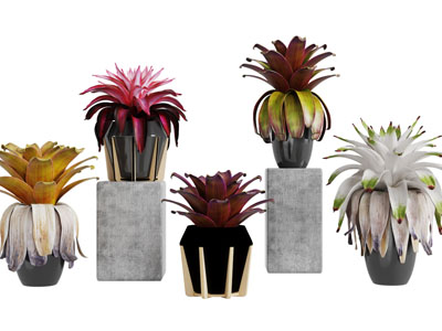 彩色叶片盆栽植物3d模型 彩色叶片盆栽植物