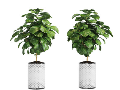 装饰菱形花纹花盆的盆栽植物3d模型 装饰菱形花纹花盆的盆栽植物