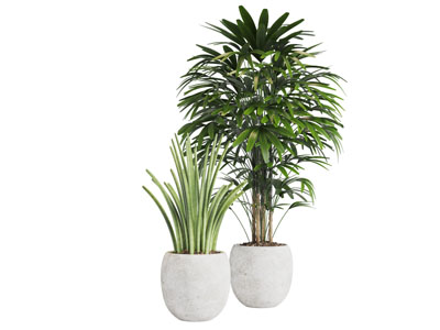 水泥花盆盆栽植物3d模型 水泥花盆盆栽植物