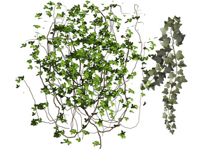 爬满墙面的藤蔓植物3d模型 爬满墙面的藤蔓植物