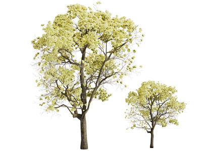 开满花朵的景观树木3d模型 开满花朵的景观树木