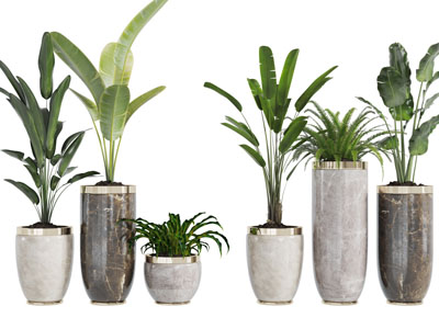 大理石纹理花盆的盆栽植物3d模型 大理石纹理花盆的盆栽植物