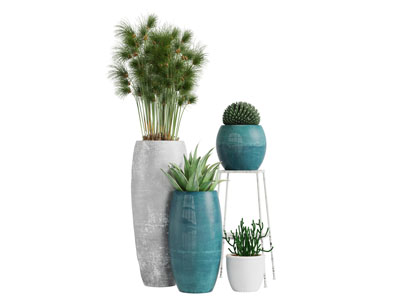 陶瓷花盆盆栽植物3d模型 陶瓷花盆盆栽植物
