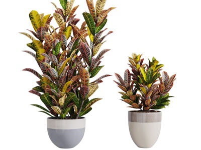 陶瓷花盆盆栽植物3d模型 陶瓷花盆盆栽植物