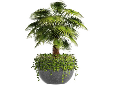 水泥花盆盆栽植物3d模型 水泥花盆盆栽植物