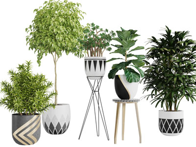 现代花纹花盆盆栽大型植物3d模型 现代花纹花盆盆栽大型植物