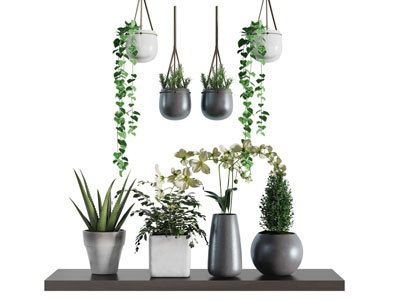 黑色陶瓷花盆盆栽植物3d模型 黑色陶瓷花盆盆栽植物