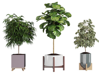 方形花盆盆栽植物3d模型 方形花盆盆栽植物