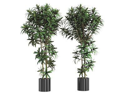 现代黑色柱形花盆盆栽植物3d模型 现代黑色柱形花盆盆栽植物
