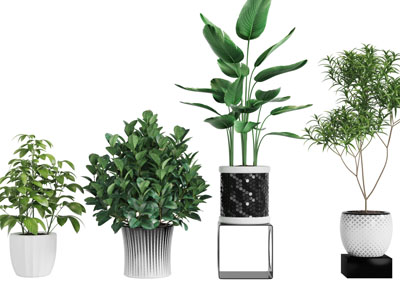 花纹花盆盆栽植物3d模型 花纹花盆盆栽植物