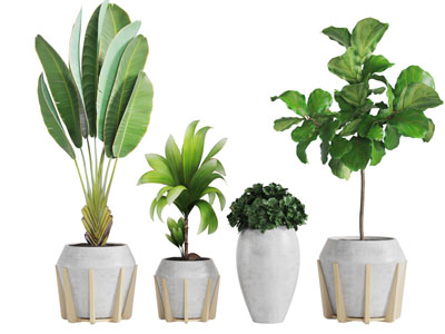 水泥花盆盆栽植物3d模型 水泥花盆盆栽植物