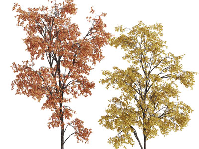 两棵秋天黄色树叶的景观树木3d模型 两棵秋天黄色树叶的景观树木