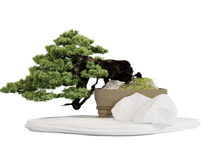 中式松树盆景盆栽3d模型 中式松树盆景盆栽