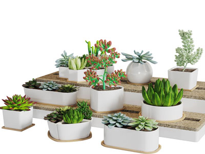 陶瓷花盆盆栽多肉植物3d模型 陶瓷花盆盆栽多肉植物