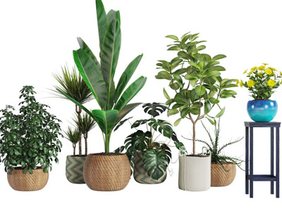 藤编花盆盆栽绿植3d模型 藤编花盆盆栽绿植