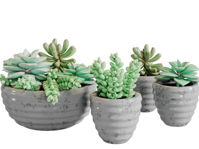 陶瓷花盆盆栽多肉植物3d模型 陶瓷花盆盆栽多肉植物