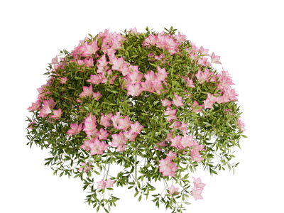 开满粉色花朵的灌木丛3d模型 开满粉色花朵的灌木丛