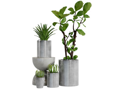 水泥质感的花盆盆栽植物3d模型 水泥质感的花盆盆栽植物