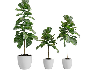 现代大叶盆栽植物3d模型 现代大叶盆栽植物