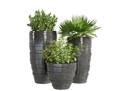 黑色花盆带有环形花纹的盆栽植物3d模型 黑色花盆带有环形花纹的盆栽植物