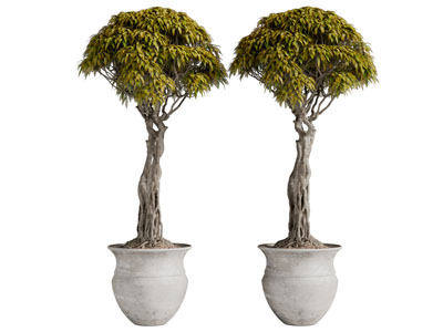 水泥花盆发财树盆栽植物3d模型 水泥花盆发财树盆栽植物