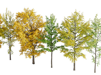 长着黄色绿色树叶的道旁树木3d模型 长着黄色绿色树叶的道旁树木