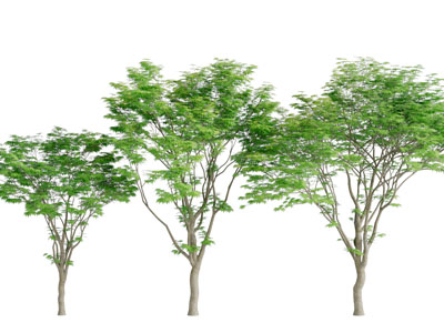 长满绿色树叶的道旁树木3d模型 长满绿色树叶的道旁树木