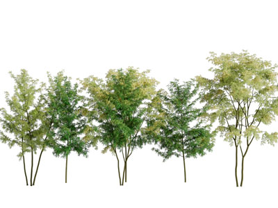 长着绿色树叶的景观树木3d模型 长着绿色树叶的景观树木