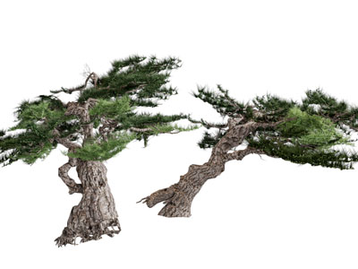 姿势倾斜的老松树3d模型 姿势倾斜的老松树