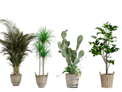 藤编花盆盆栽植物3d模型 藤编花盆盆栽植物