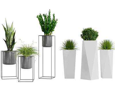 现代白色花盆盆景盆栽植物3d模型 现代白色花盆盆景盆栽植物