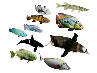 海豚企鹅热带鱼水族