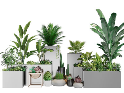 方形花盆里的盆景盆栽植物3d模型 方形花盆里的盆景盆栽植物