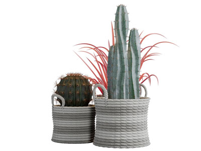 藤编花盆多肉植物盆栽3d模型 藤编花盆多肉植物盆栽